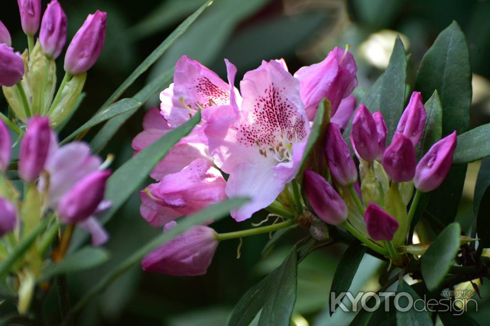 春の陽に、豊かに