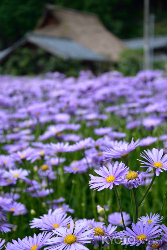 紫広がる山の里