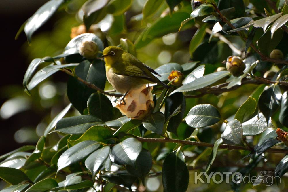 白花のさえずり