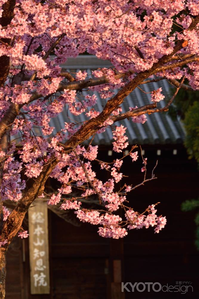 東山、桜の手招き
