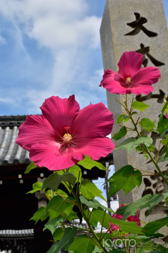 梅雨明けに朱く