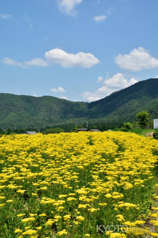 里山、盛夏の彩
