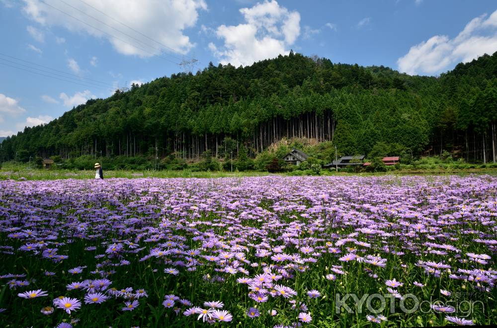 夏空に花豊か