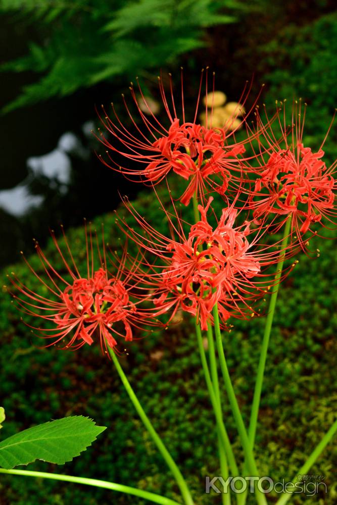 花寺、彼岸の朱