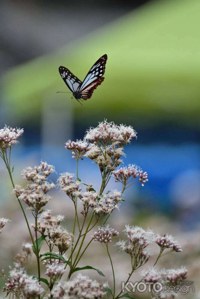 渡り蝶、憩いの地