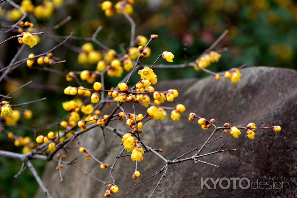 衣更月の花祈願