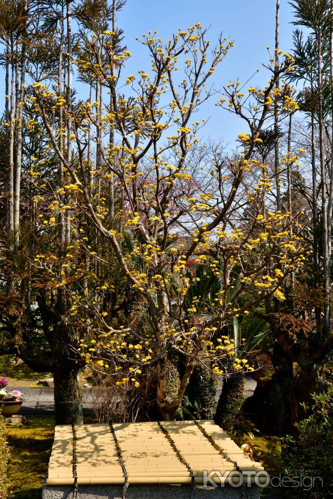 黄金色の春便り