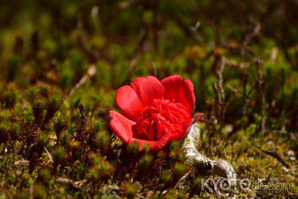 苔照らす日の光