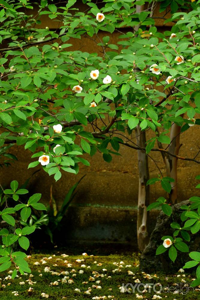 うたかたの白花