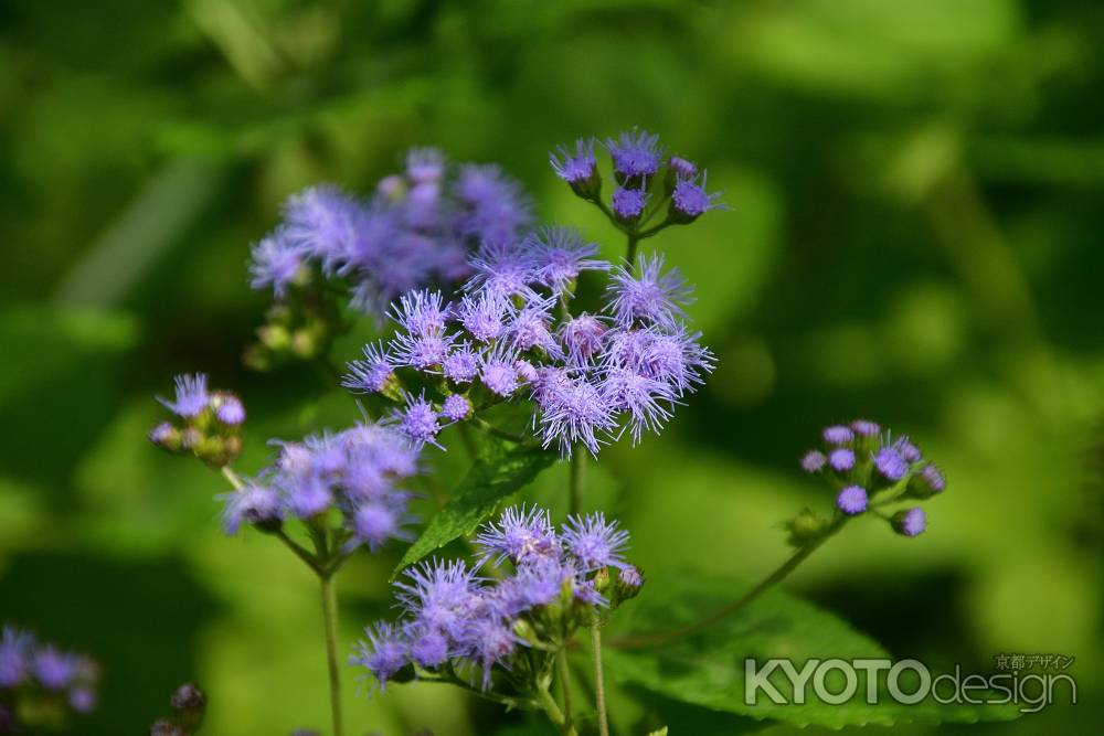紫花、斗米庵偲ぶ