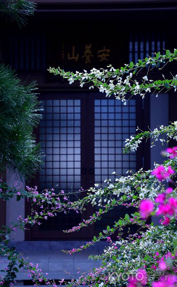 しなやか萩の風