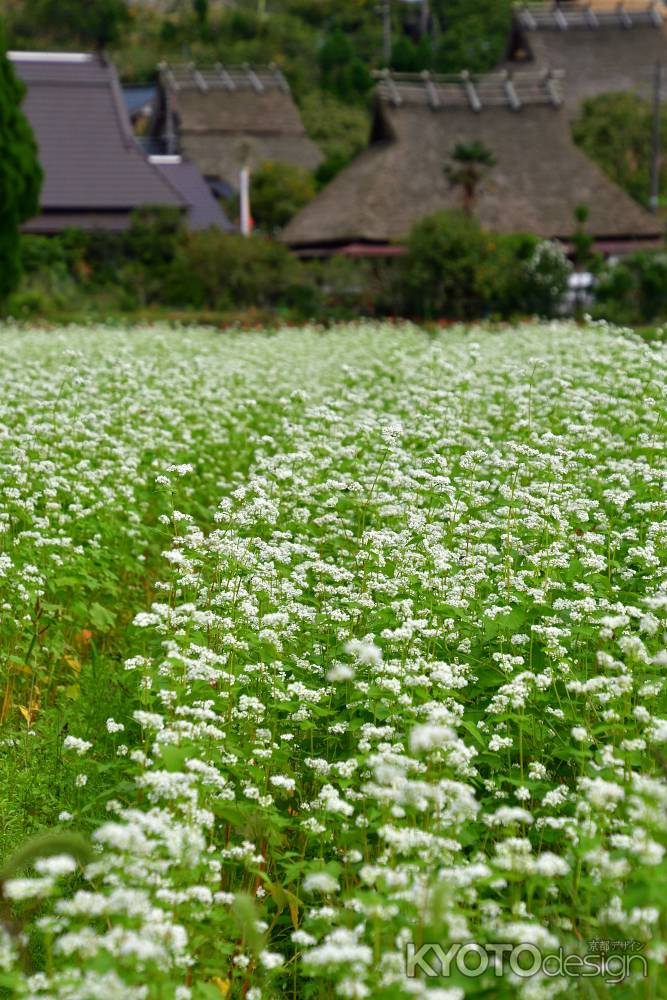 里山、秋の白花