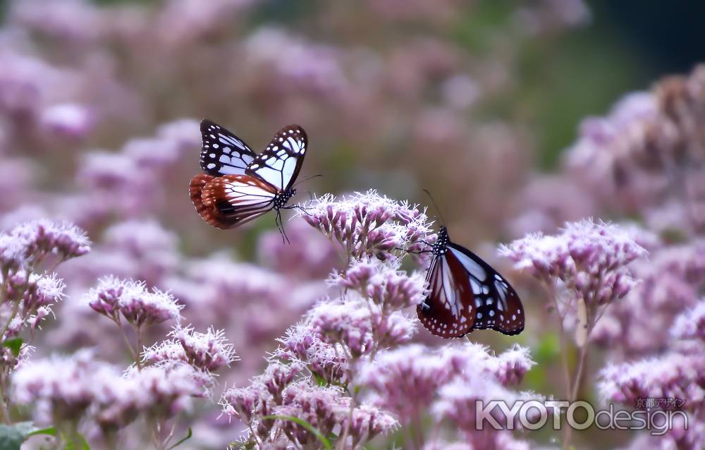 花香る柚子の里