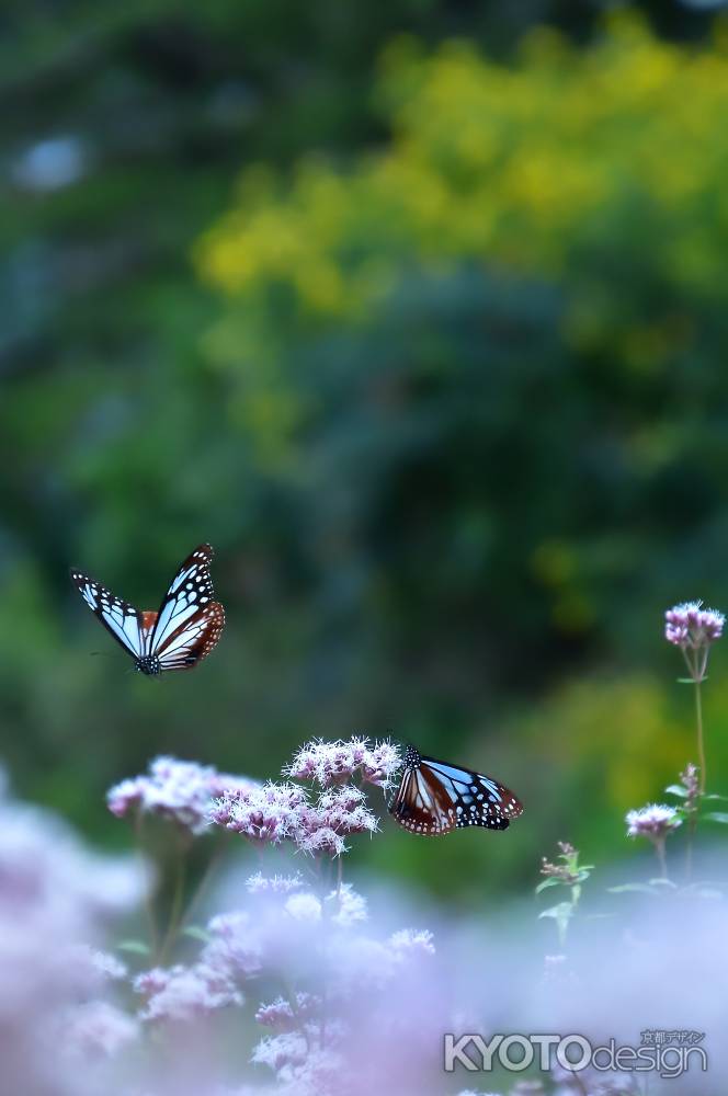 山里、蝶の舞い