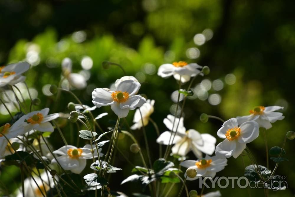 山寺、秋の白花