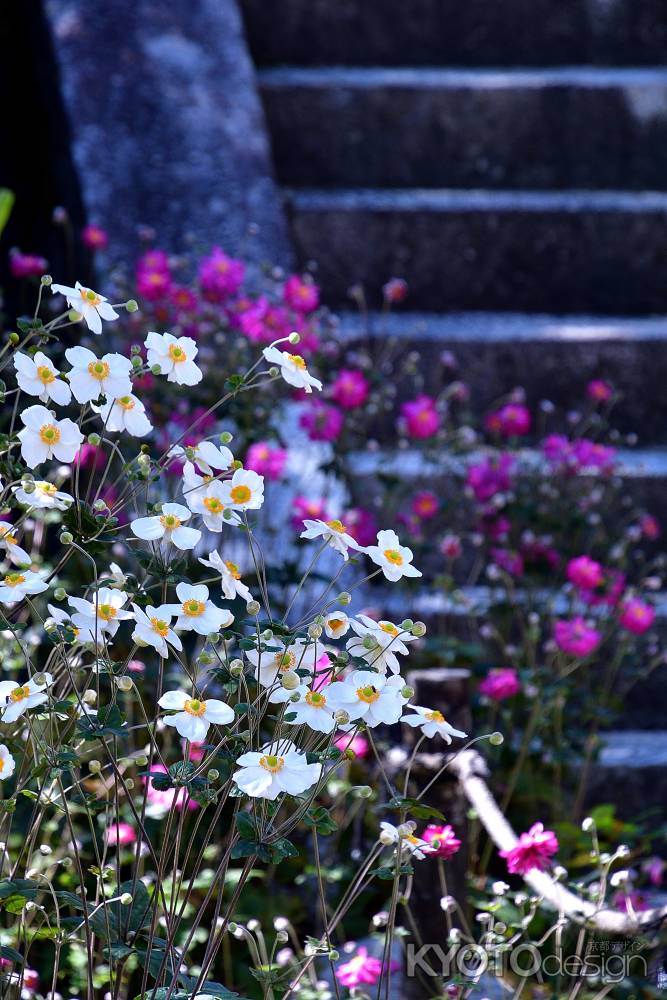 中秋の花手向け