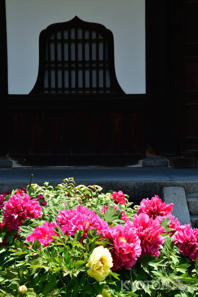 八坂、春の花頭窓