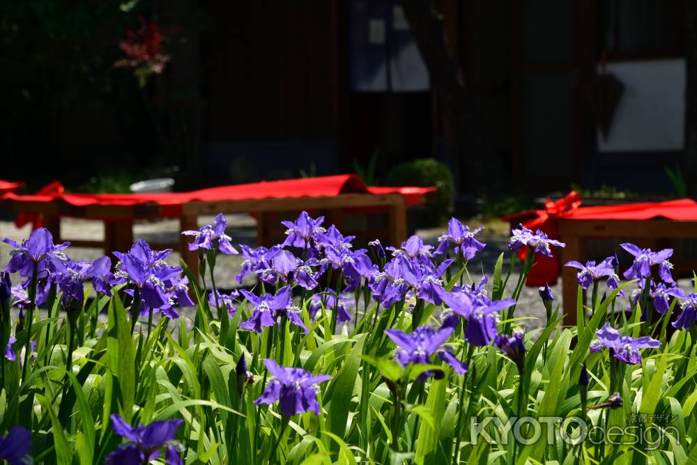 菖蒲の善光寺参り