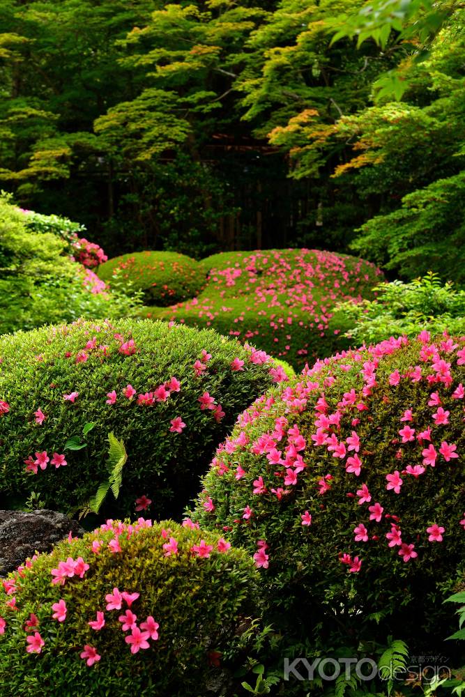 彩り、丈山の庭