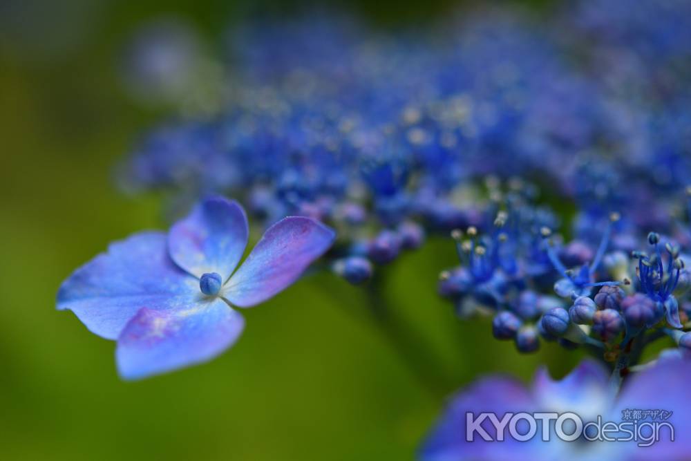 しとやか、梅雨の花