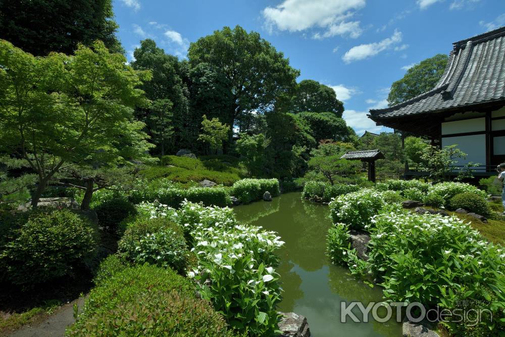 初夏、白粉（おしろい）の庭