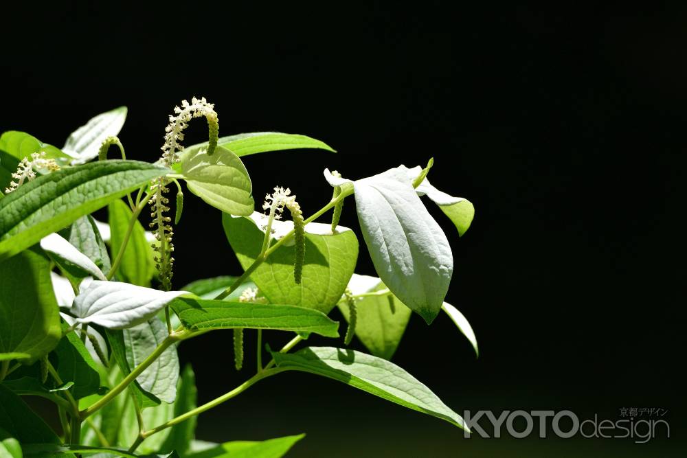 清楚、片白の草