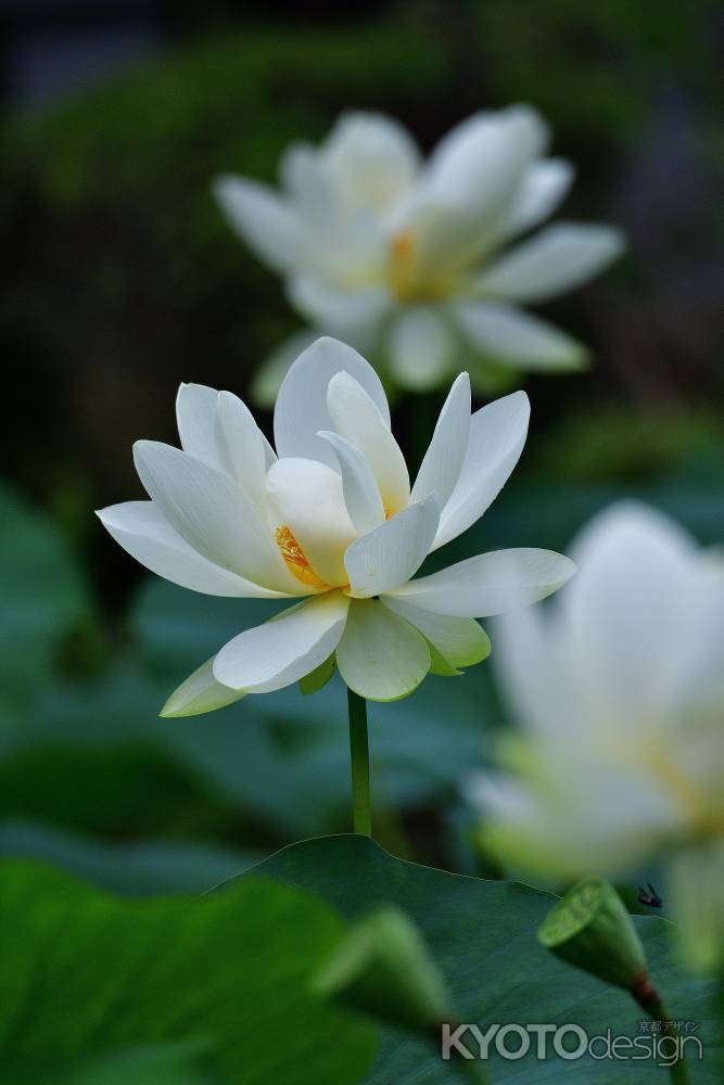優雅、白蓮