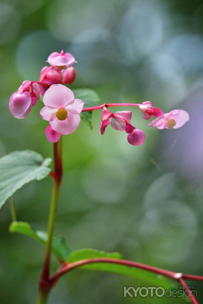 門跡寺院の可憐