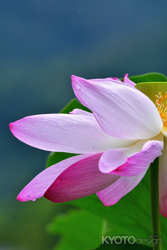 嵯峨、蓮華の池