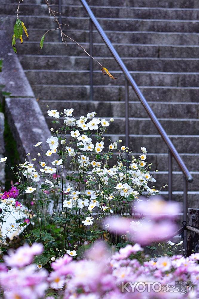 西山、秋彩の参拝