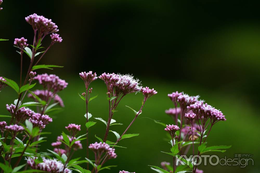清楚、藤色の装い