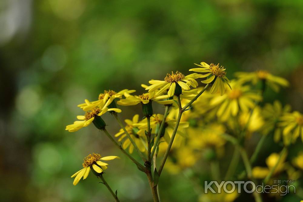 静かに咲けり石蕗の花