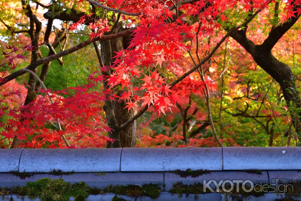東山、錦の深秋