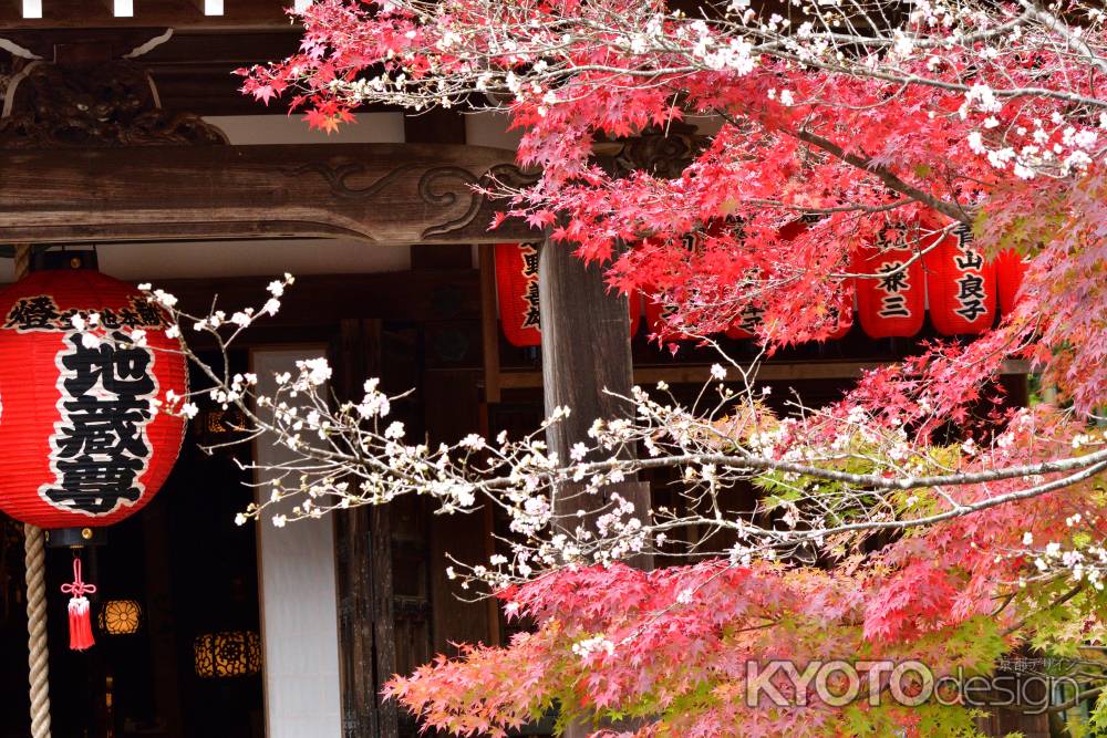 葉々紅く、寒桜の候