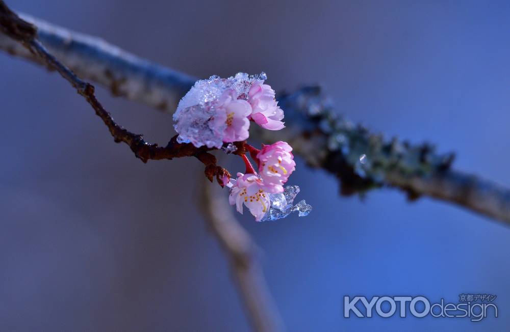 不断桜、雪化粧