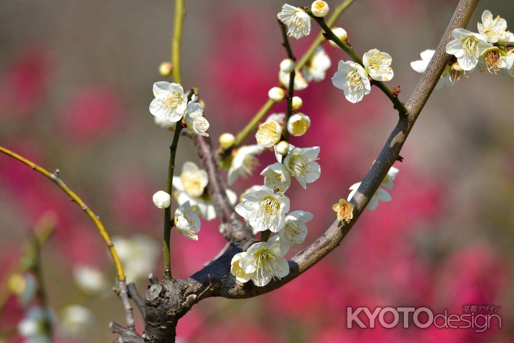 白梅揺れる伽藍