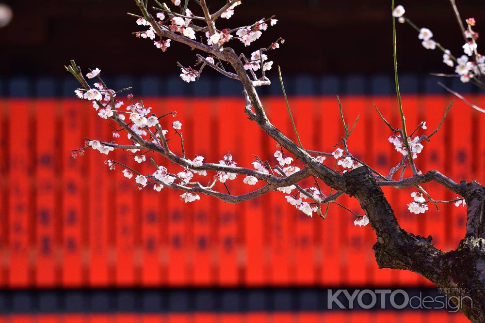 白梅、緋色の舞台