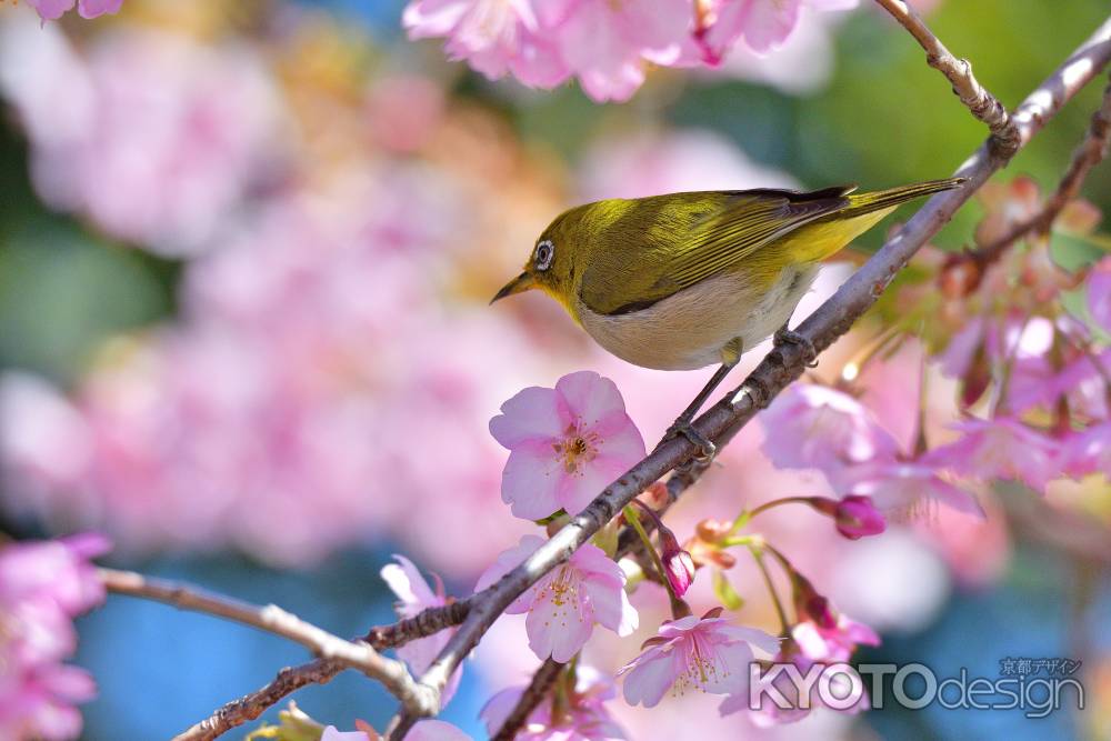 嵯峨、彩りの候
