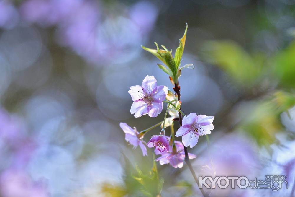 御寺、春の兆し