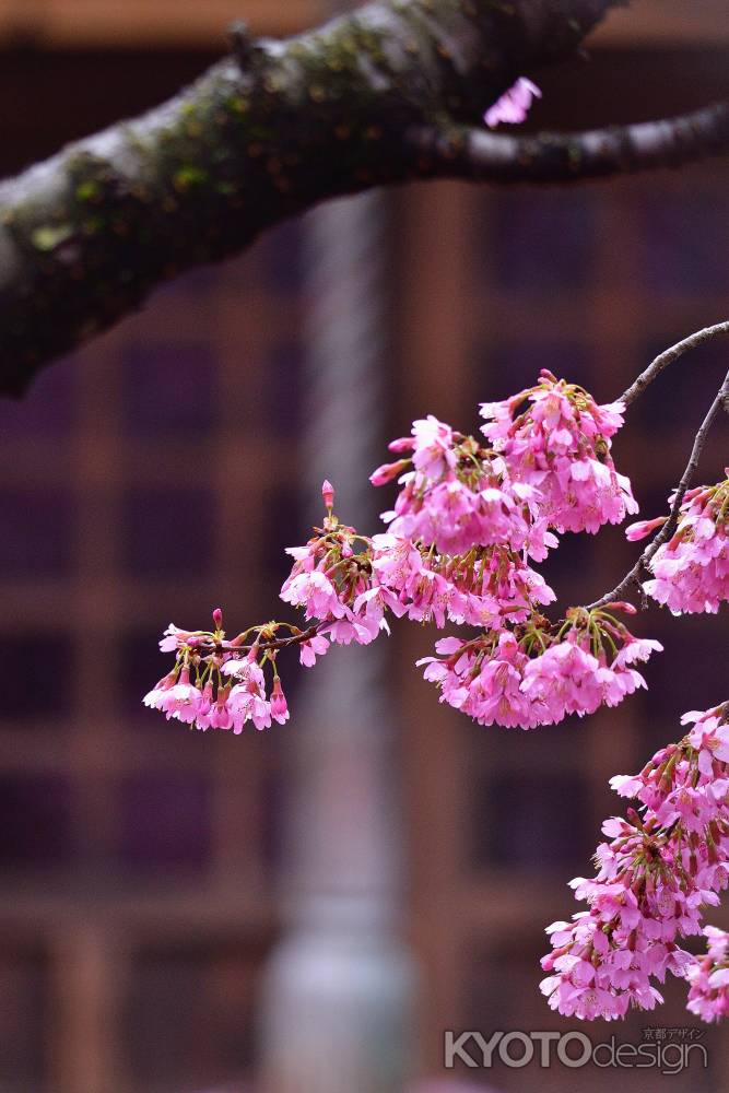 高野、祠の春彩