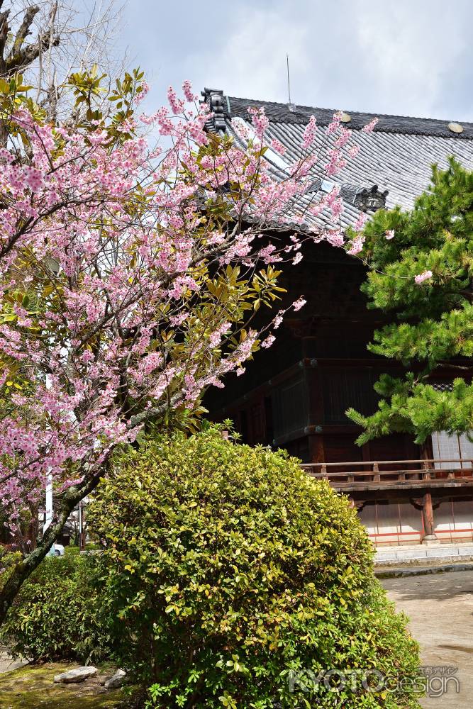 百万遍、静かな春