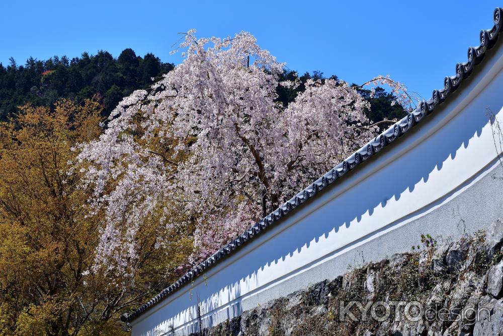 大原野、春盛り