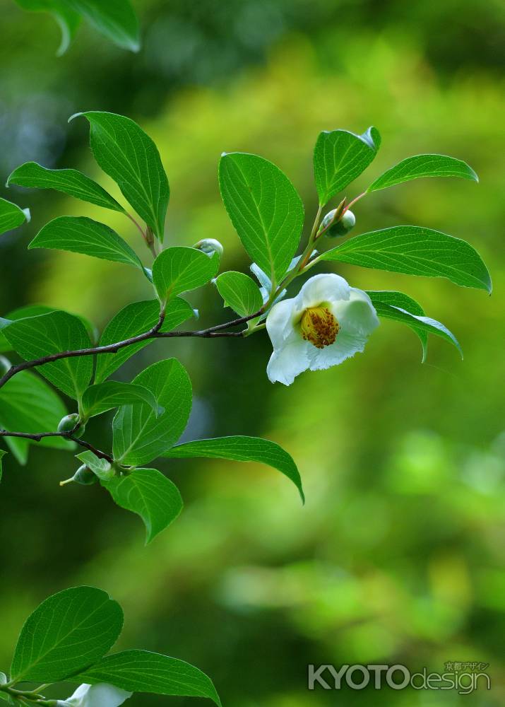 雨あがりの白簪