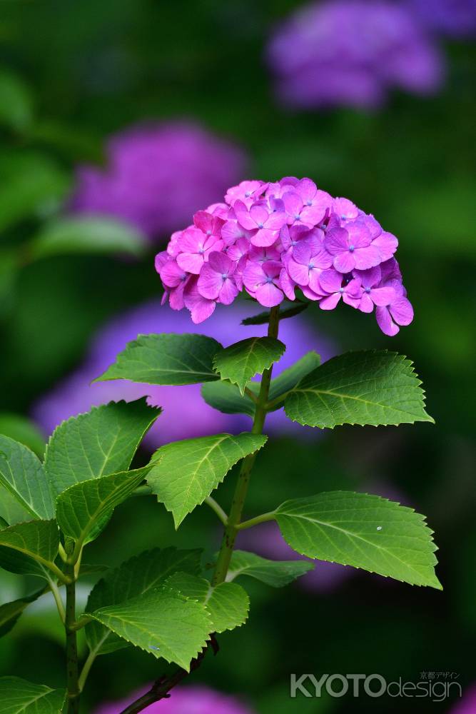 雨上がりに凛と