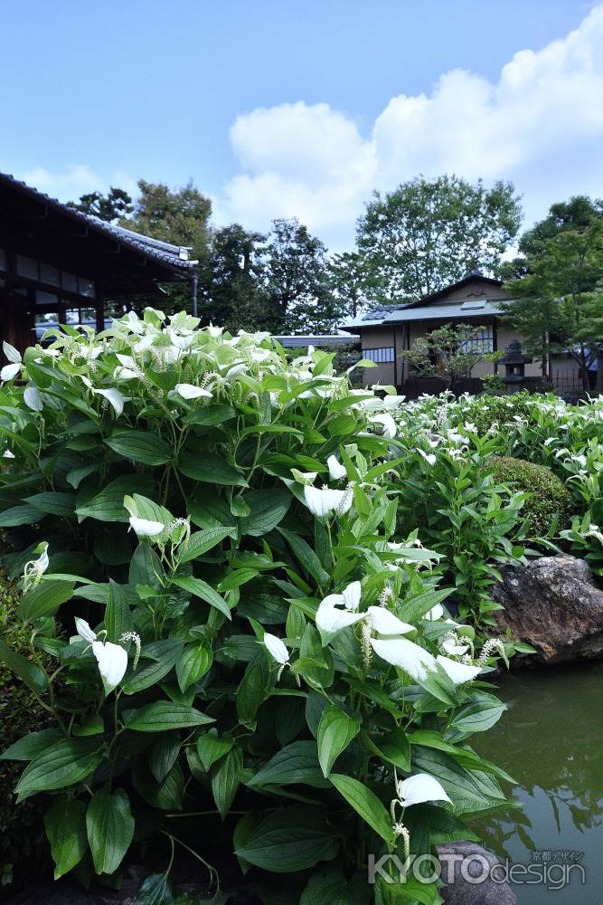 八坂、夏の風物詩