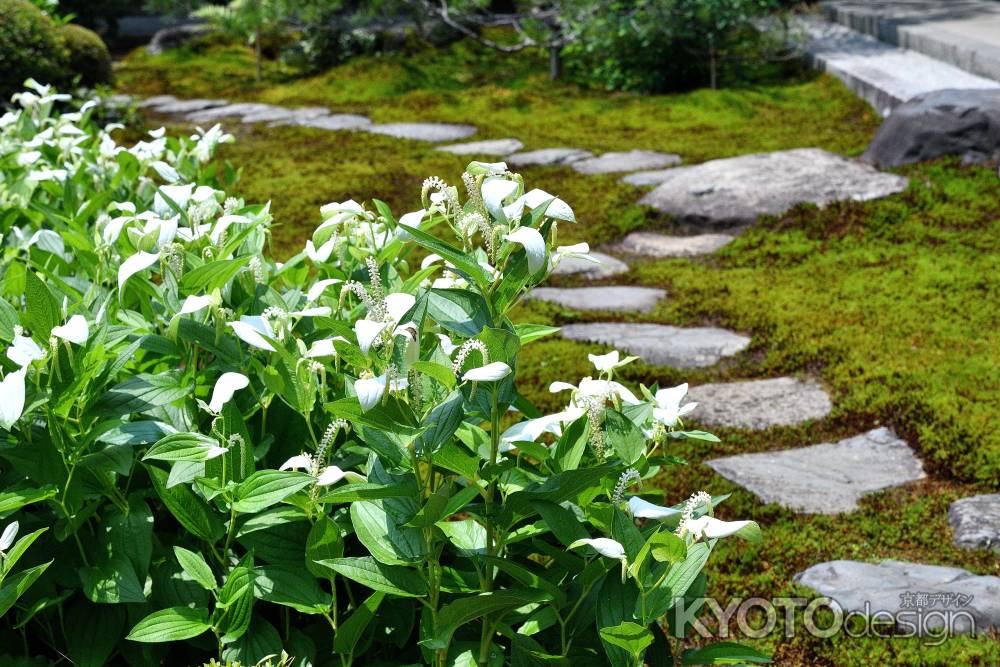苔と石と片白草