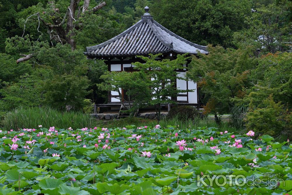 嵯峨、蓮華の池