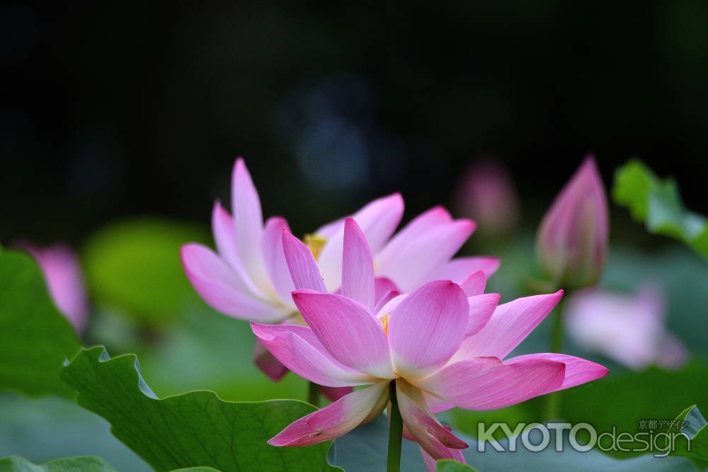 嵯峨、彩る水辺