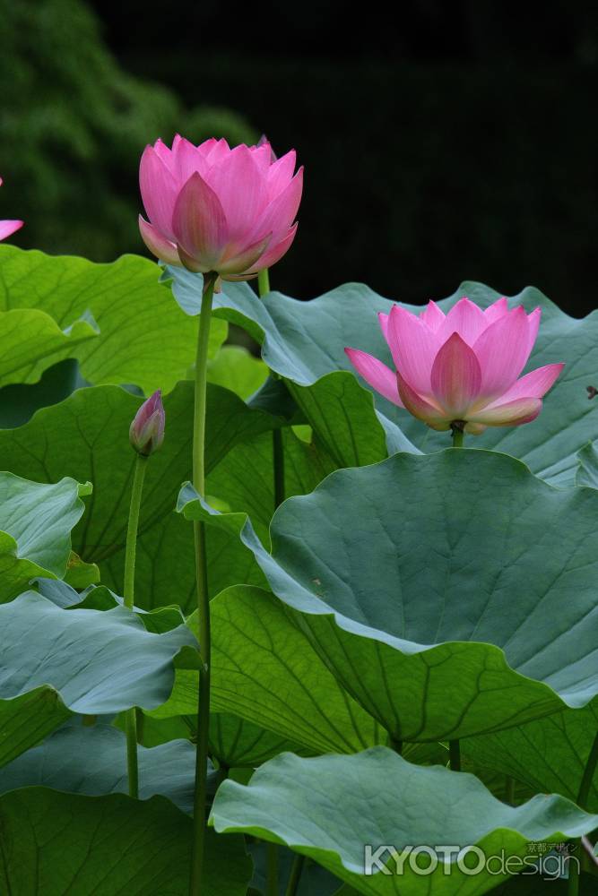 嵯峨の池、夏の佇まい