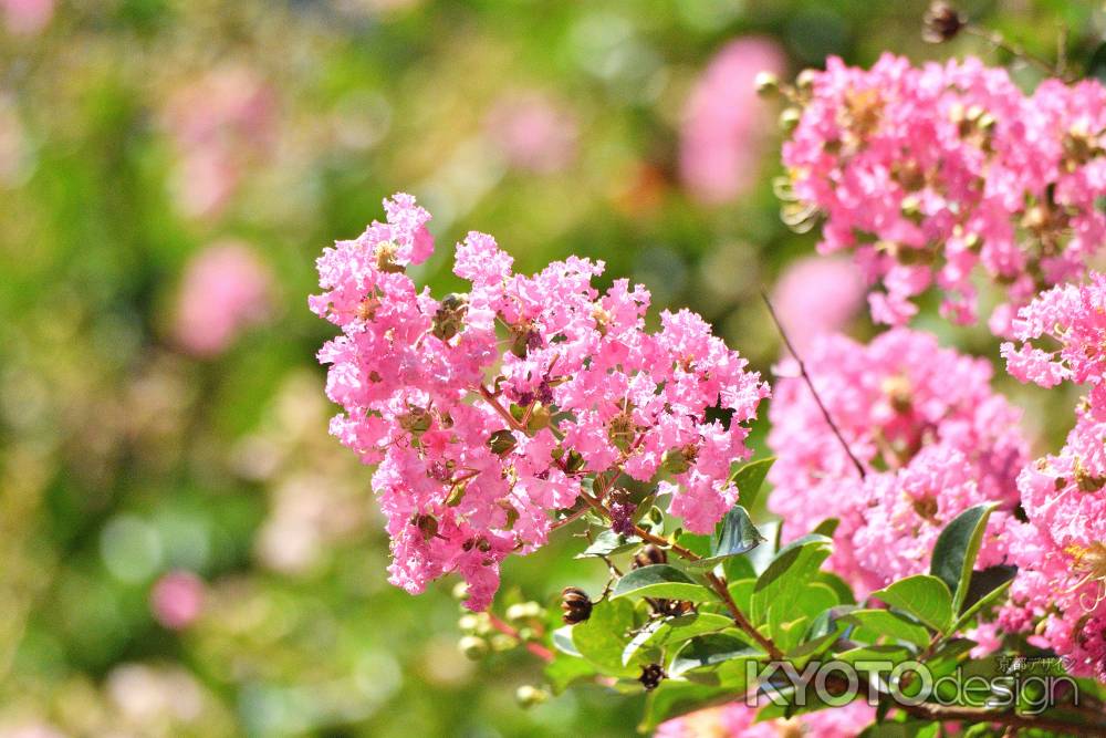 御苑、夏の光彩